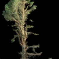 LiDAR_Dryden_A_Tree_9x6