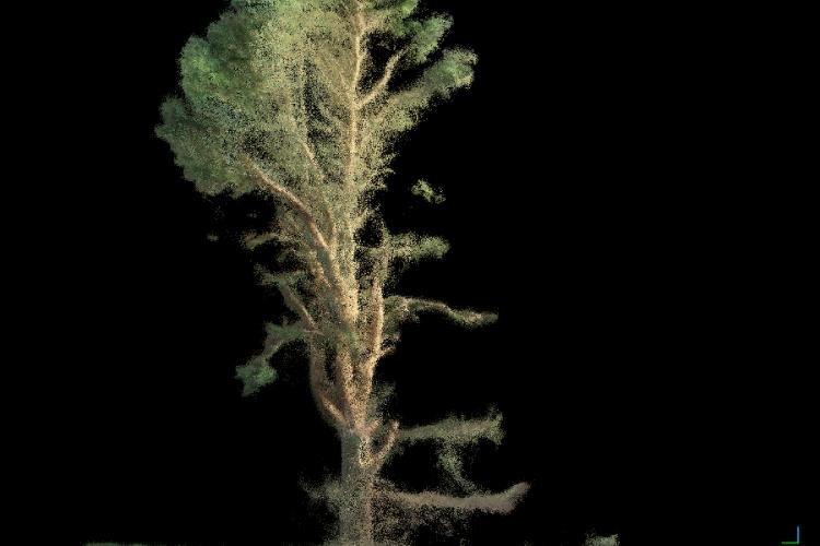 LiDAR_Dryden_A_Tree_9x6