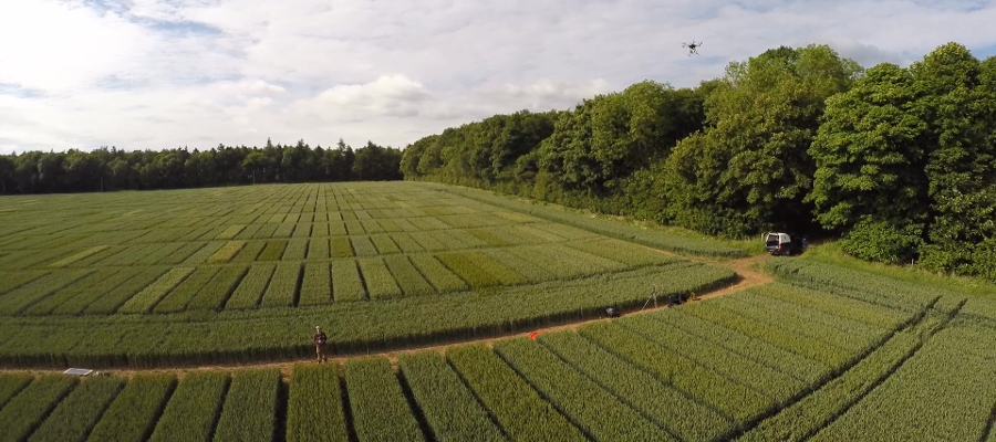 image of crop study site from Go Pro