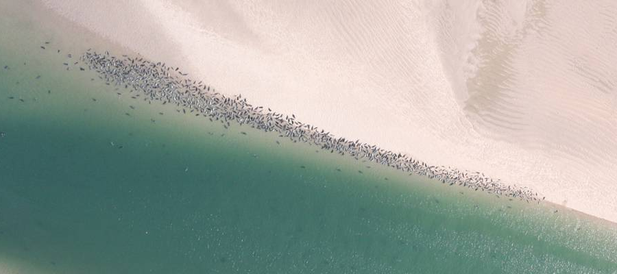 Seal colony at Holy Island viewed from above