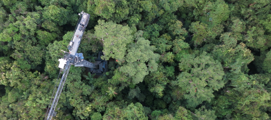 Image of Australian rainforest canopy from above